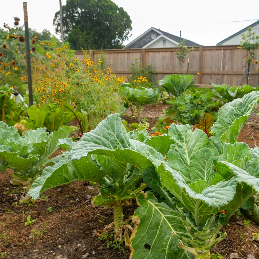 Broad-leaved greens growing between flowering plants in a community garden bed