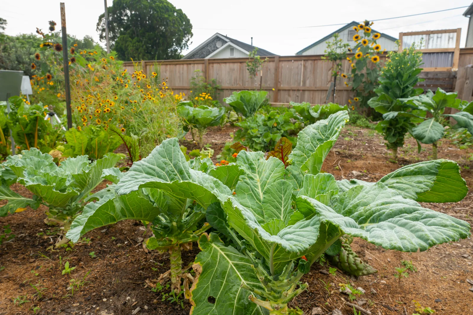 Broad-leaved greens growing between flowering plants in a community garden bed