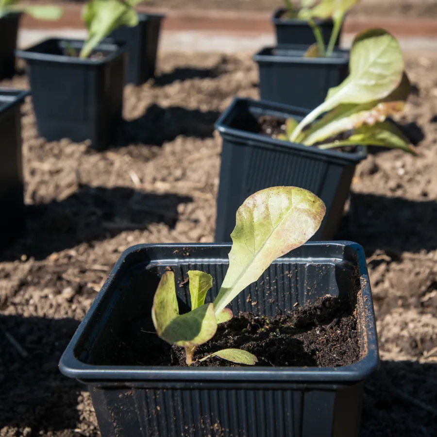 Lettuce seedlings in individual black nursery pots