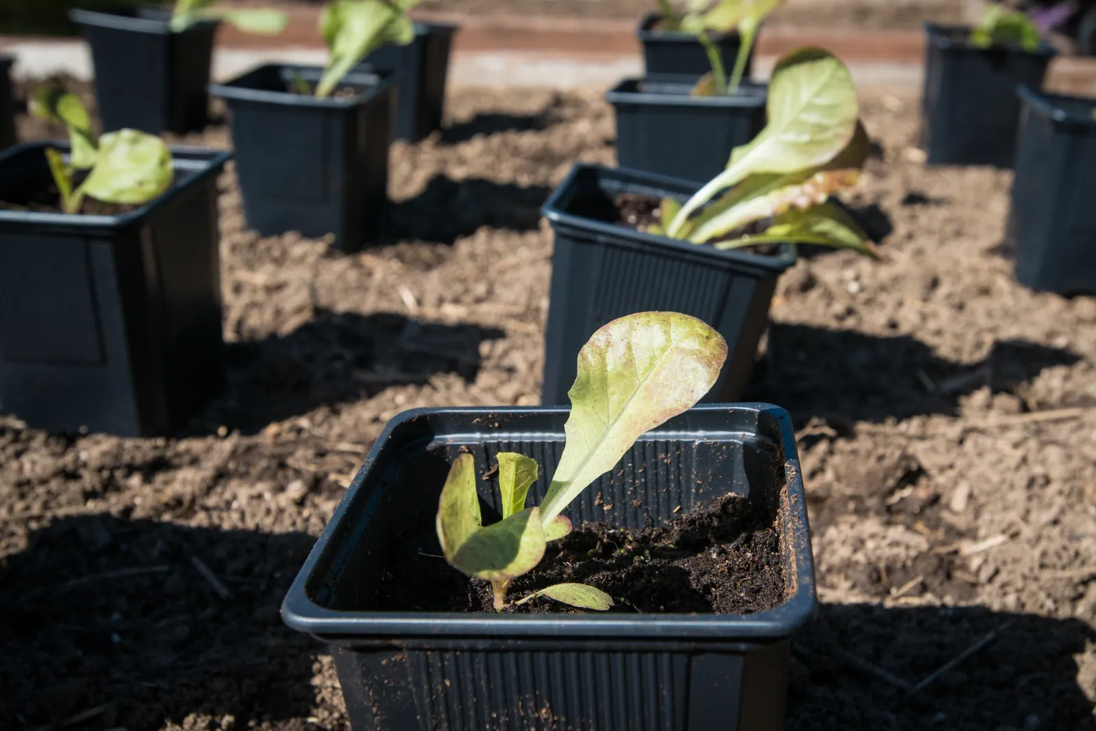 Young lettuce seedlings in individual black nursery pots, spaced out on dark soil