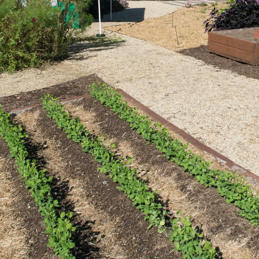 Rows of young salad greens sown into a prepared bed