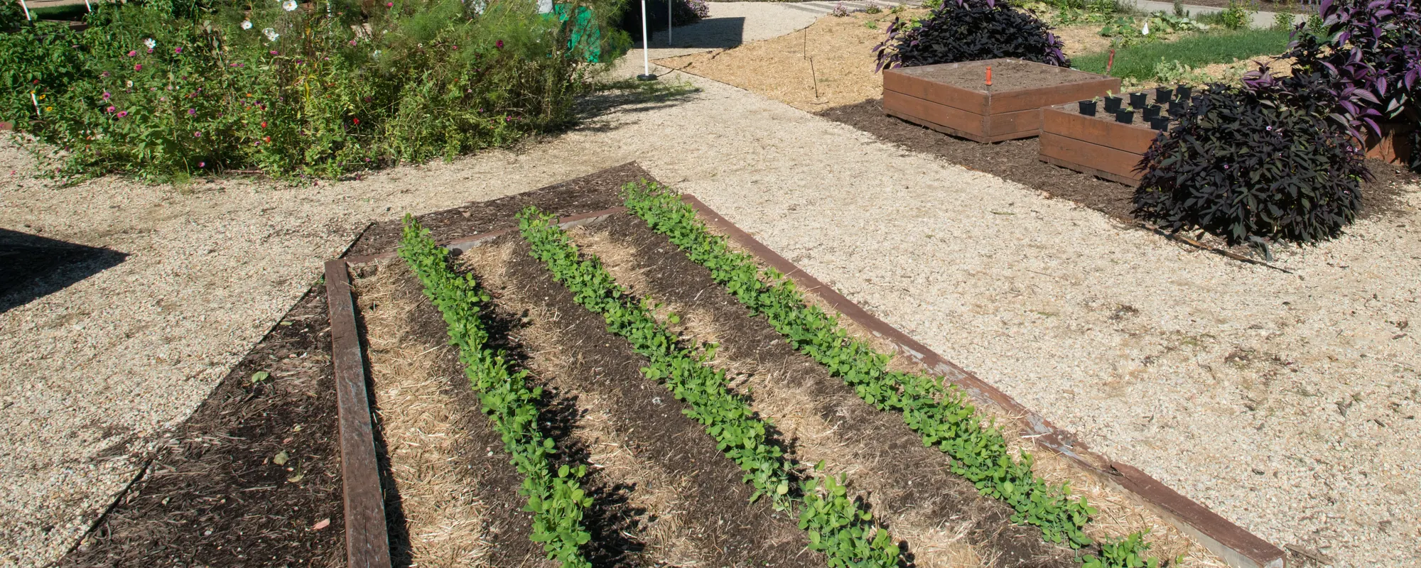 Narrow rows of young salad greens sown into a bed, with raised timber beds behind