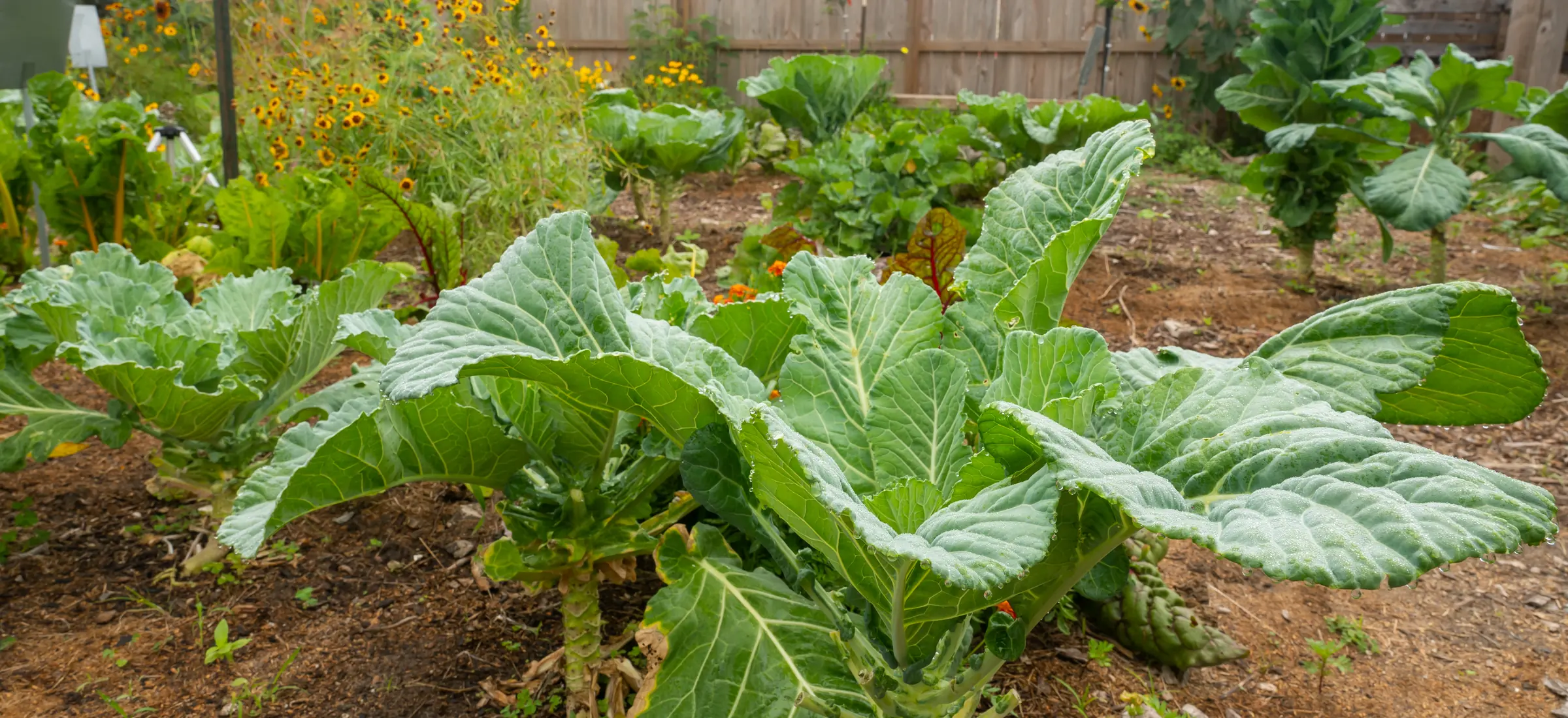 Broad-leaved greens and flowering plants growing in a sunlit community garden bed