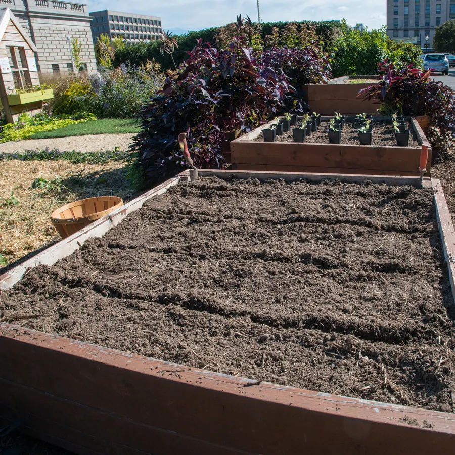 A raised bed filled with soil and marked out in drills