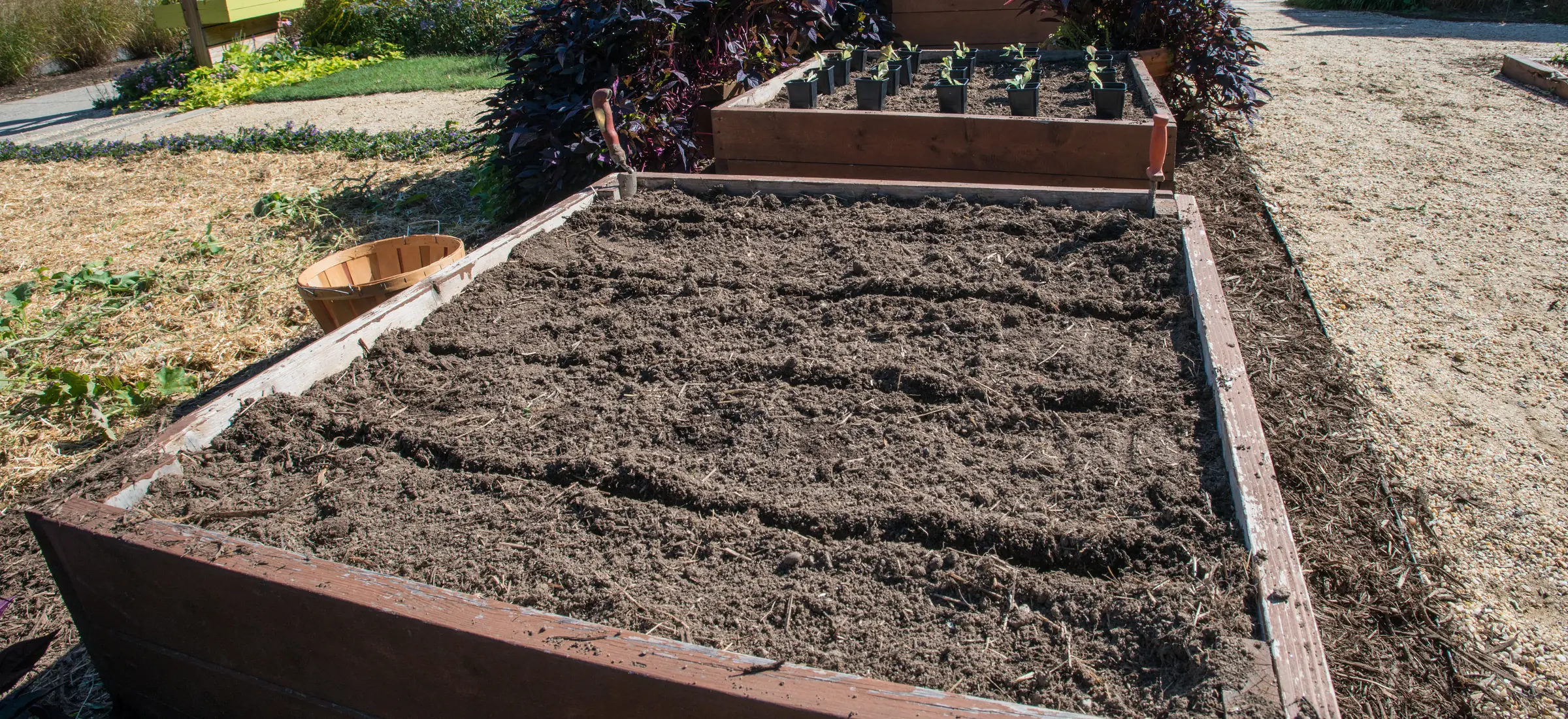 A raised planting bed filled with dark soil and marked out in drills