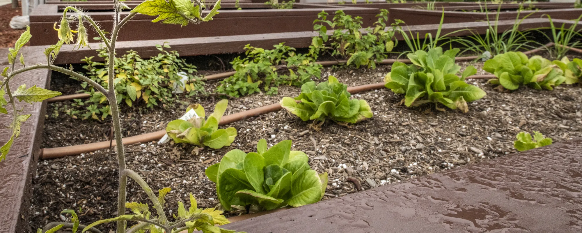 Lettuce heads growing in a timber-edged bed with a drip line running along the row