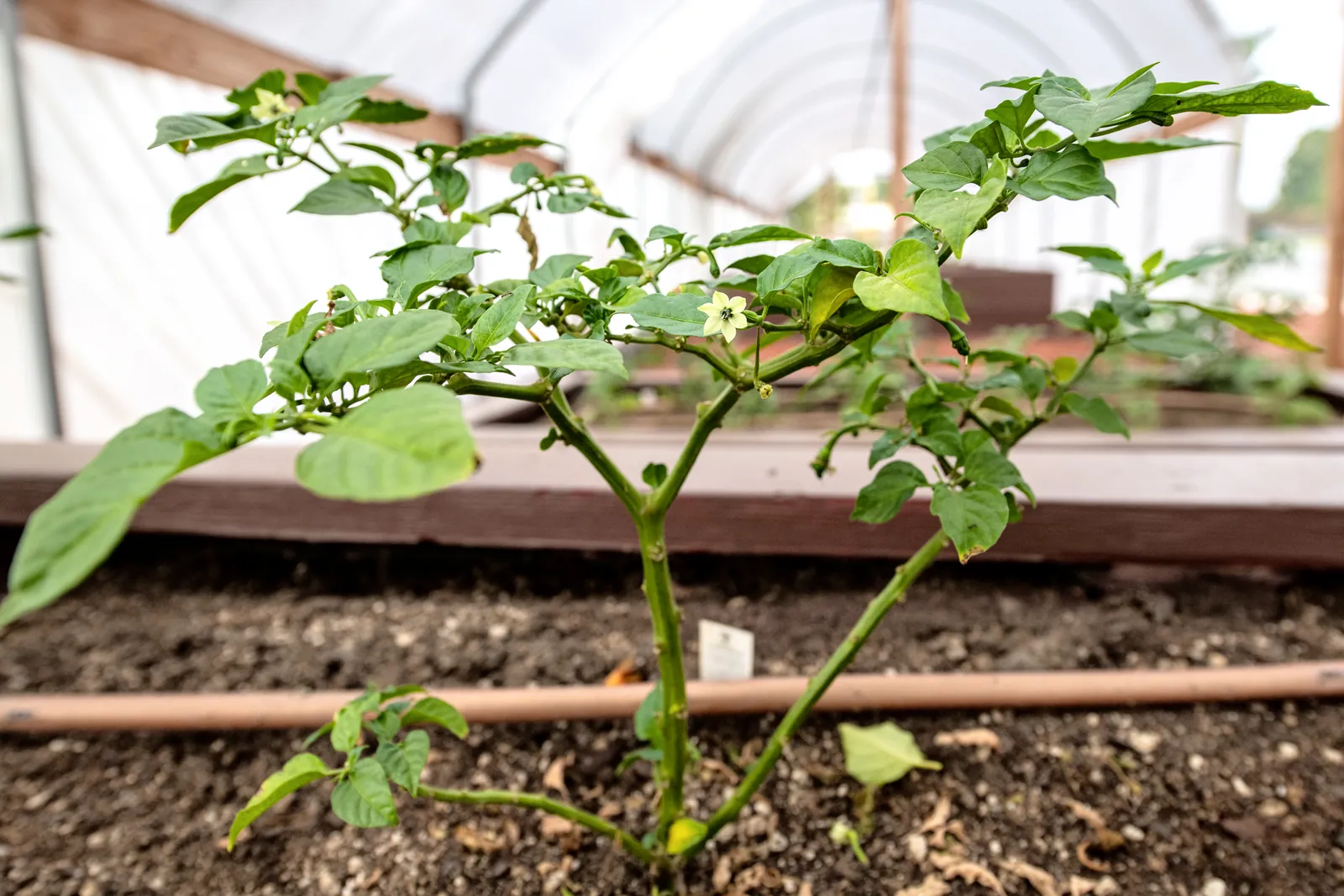 A young pepper plant in flower, growing in a timber-edged bed under a polytunnel