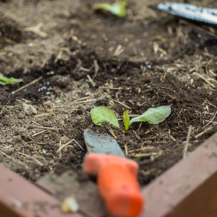 A seedling just planted into a garden box beside a trowel