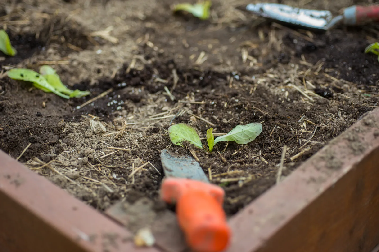 A single seedling planted into a timber garden box, with a trowel resting on the edge