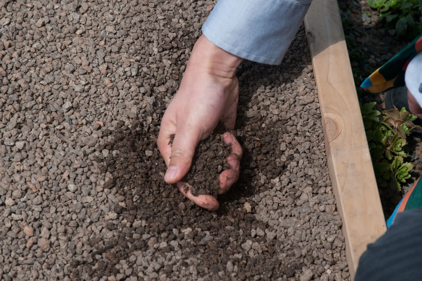 A hand lifting a scoop of dark potting mix out of a filled raised bed